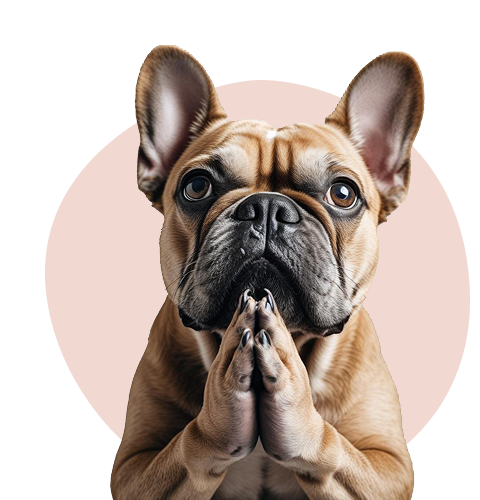 Praying French Bulldog