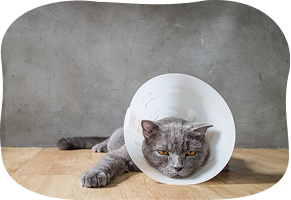 Cat with a cone