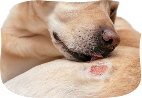 Dog licking paw