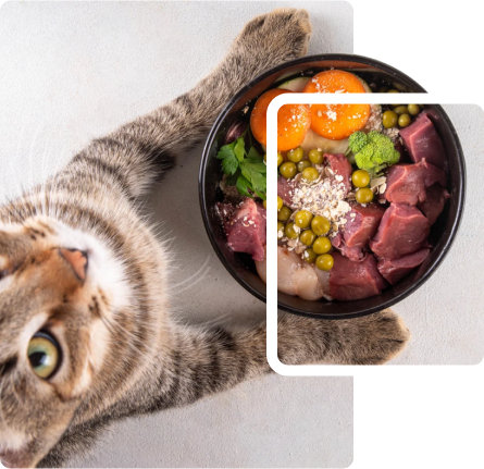 Cat looking down into a bowl of fresh pet food