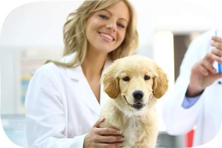 Veterinarian with a puppy